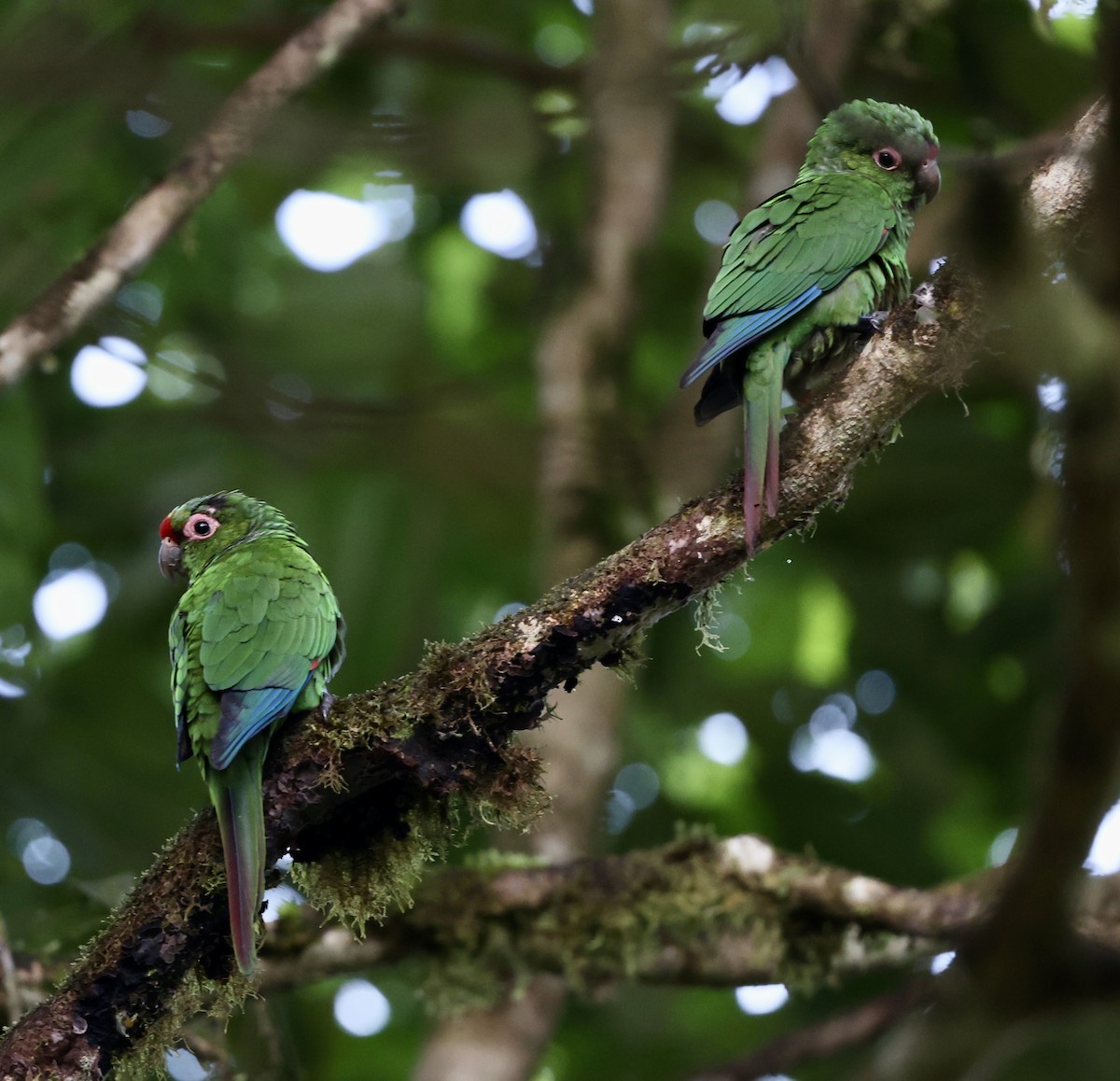 El Oro Parakeet - ML622593442