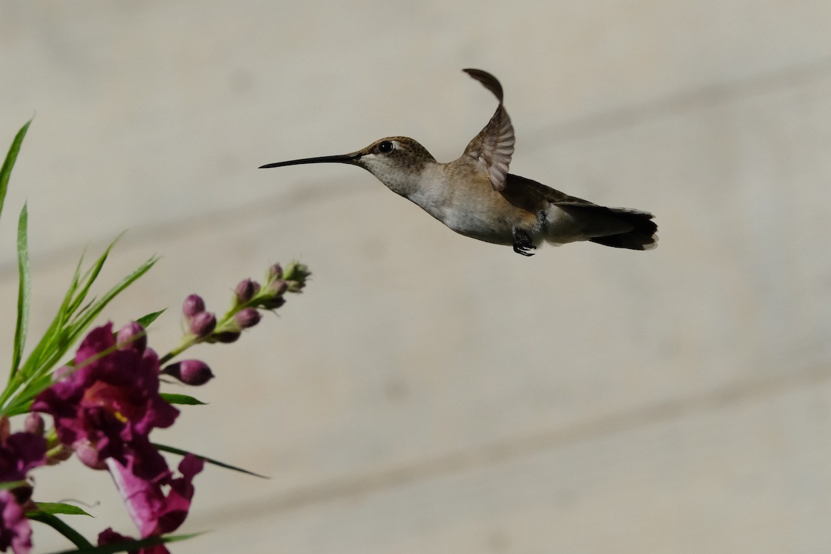 Black-chinned Hummingbird - ML622593460