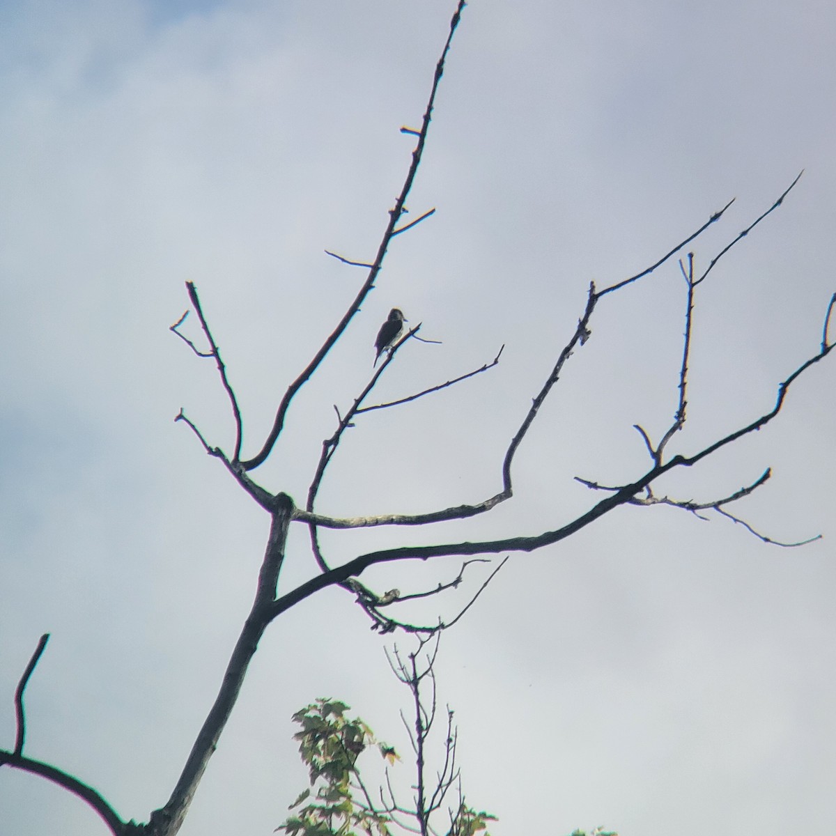 Olive-sided Flycatcher - ML622593463