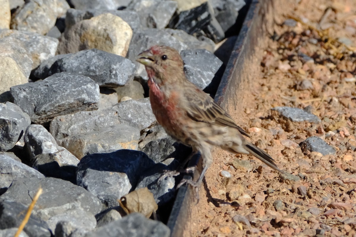 House Finch - ML622593471