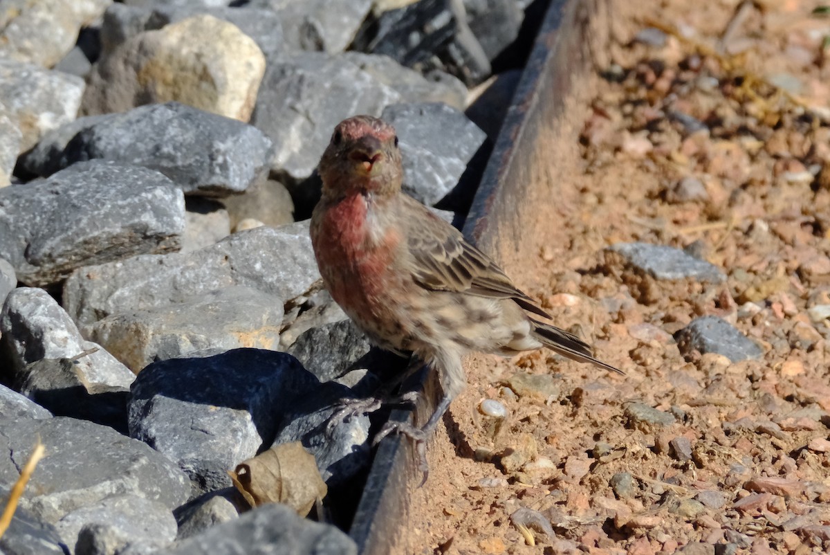 House Finch - ML622593472