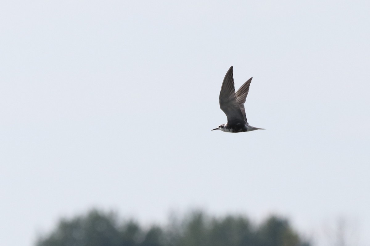 Black Tern - Alex Plamondon