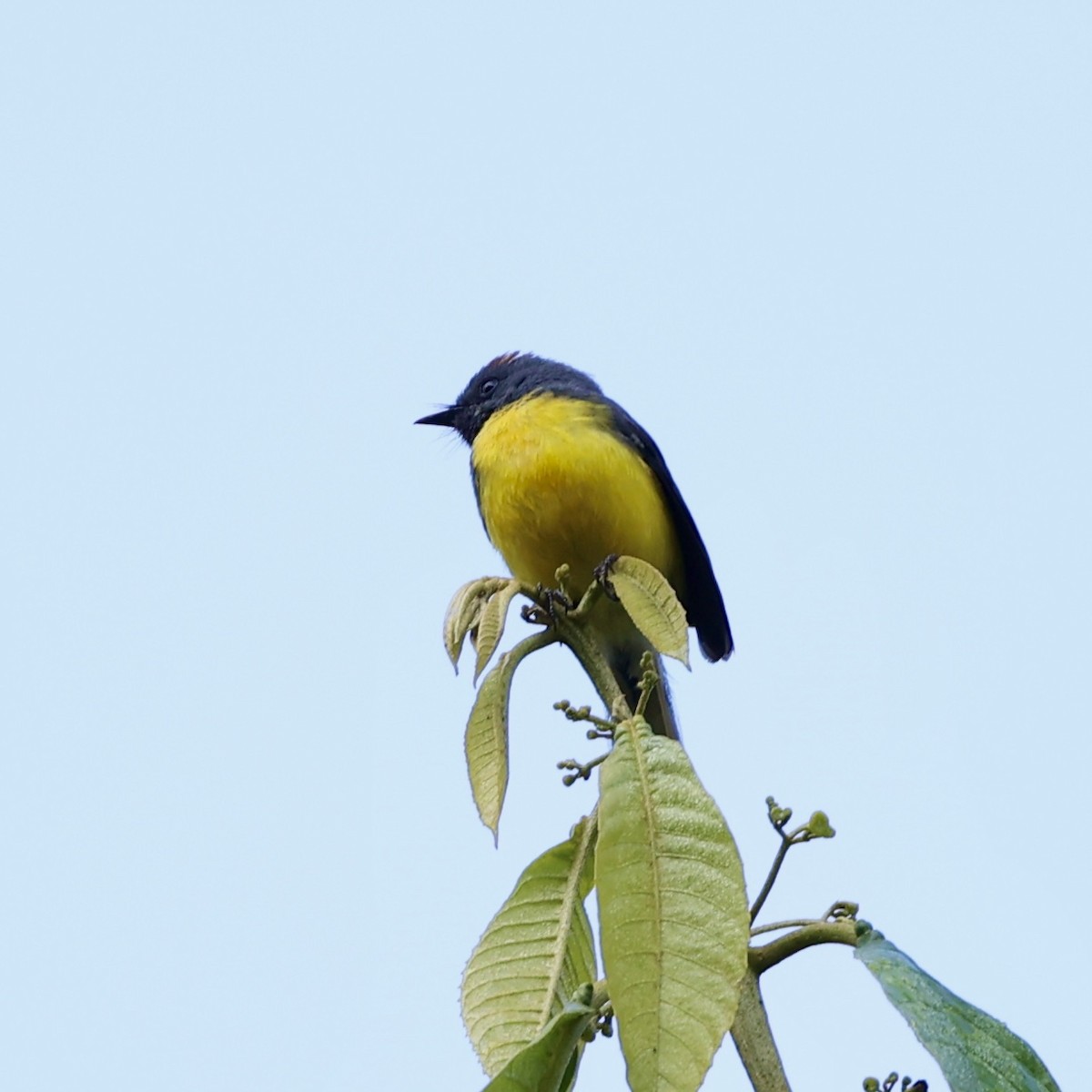 Slate-throated Redstart - ML622593501