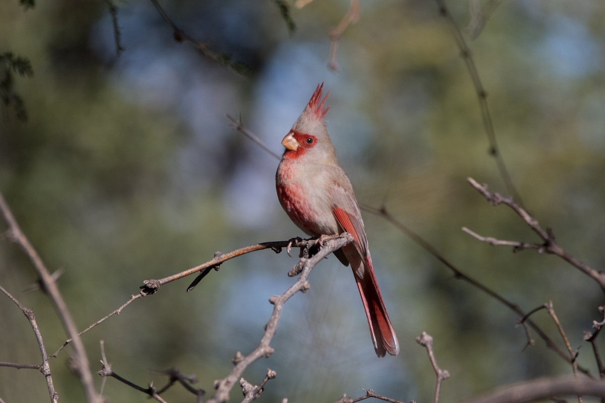 Pyrrhuloxia - ML622593519