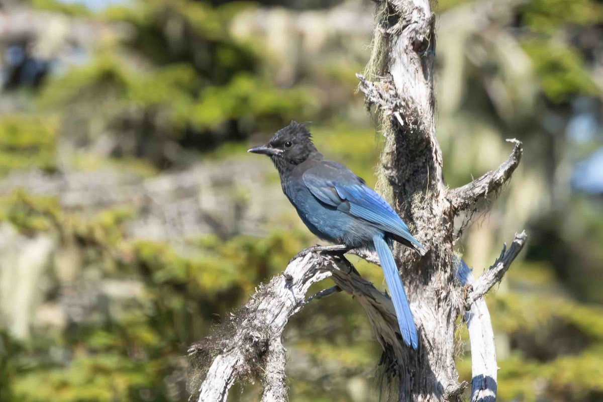 Steller's Jay - Scott Fischer