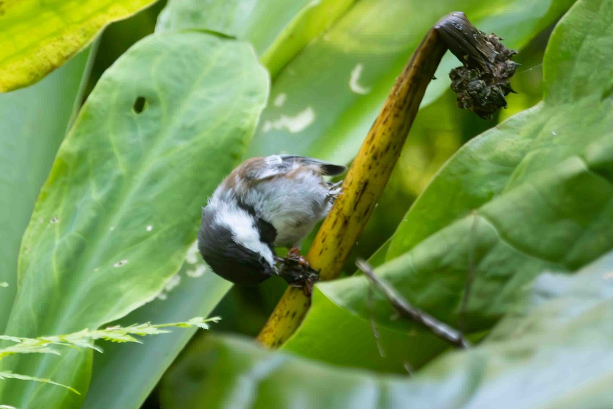 Chestnut-backed Chickadee - ML622593598