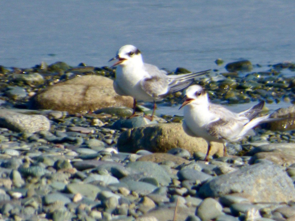 Least Tern - Juan Carlos Lobaina