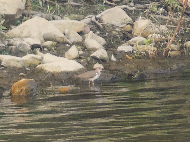 Spotted Sandpiper - André Labelle