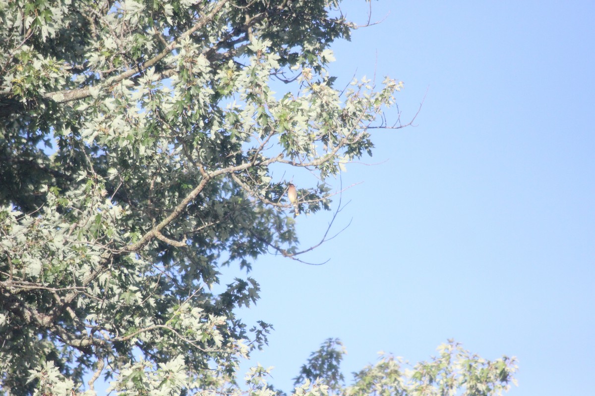 Cedar Waxwing - William Kelley