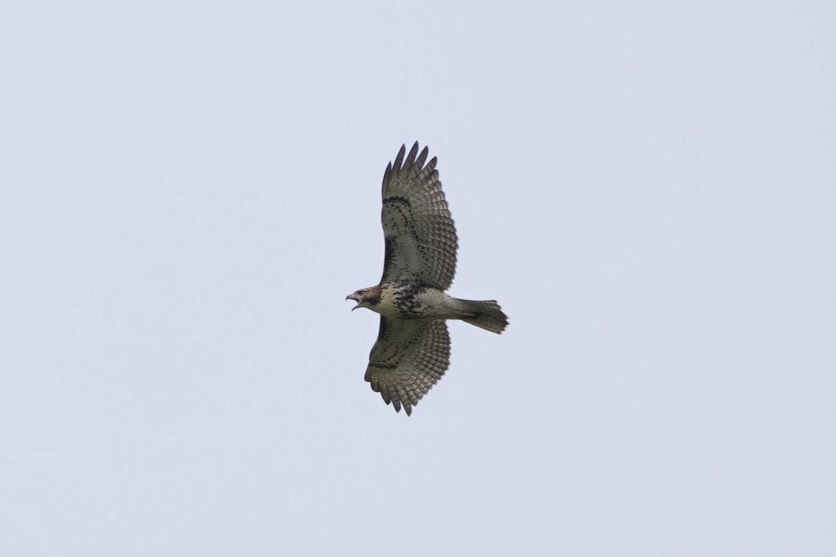 Red-tailed Hawk - ML622593800