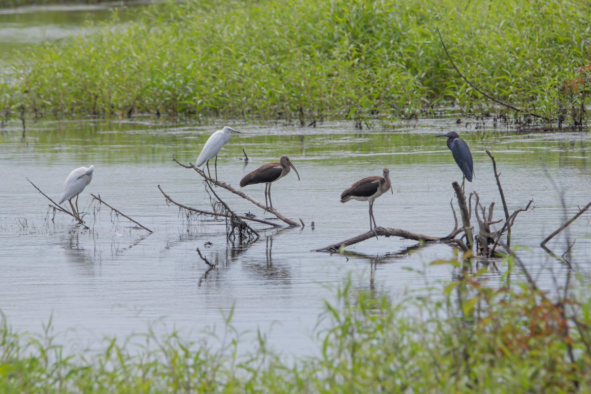 Little Blue Heron - ML622593874