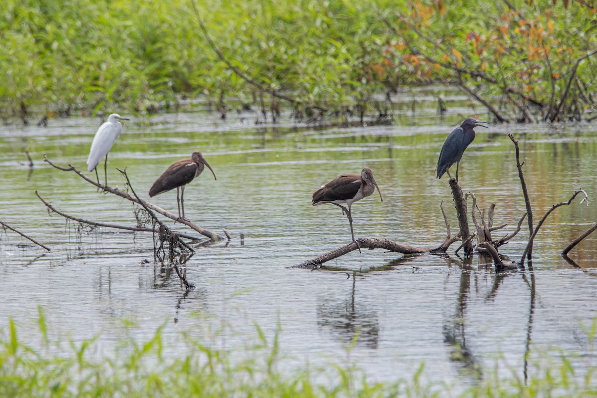 Little Blue Heron - ML622593875