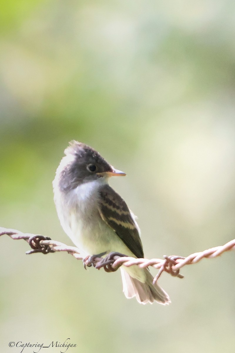 Eastern Wood-Pewee - ML622593942