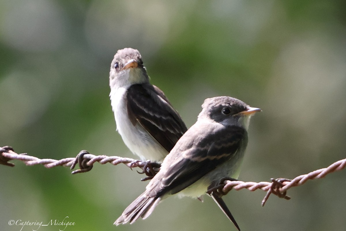 Eastern Wood-Pewee - ML622593943