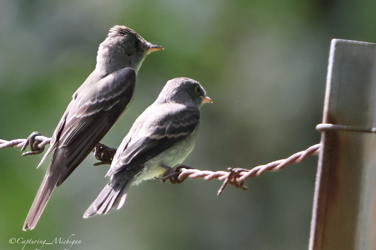 Eastern Wood-Pewee - ML622593944