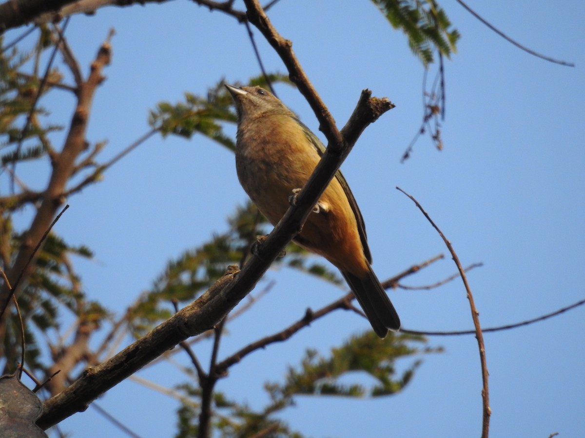 バフイロフウキンチョウ - ML622594028