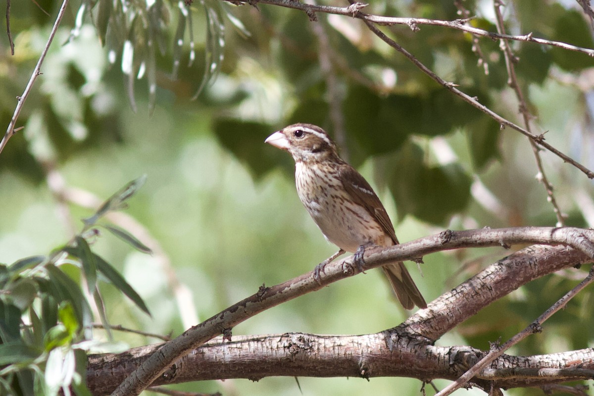 Rose-breasted Grosbeak - ML622594063