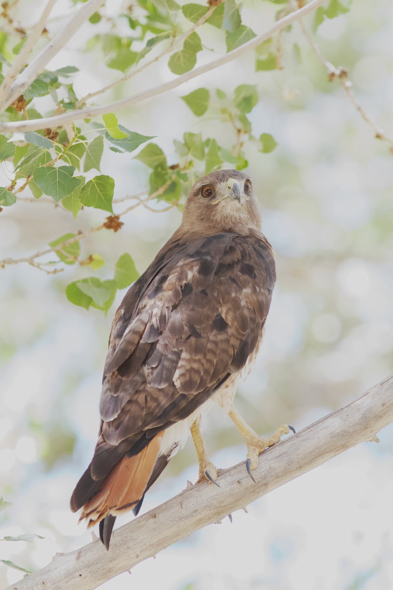 Red-tailed Hawk - ML622594103