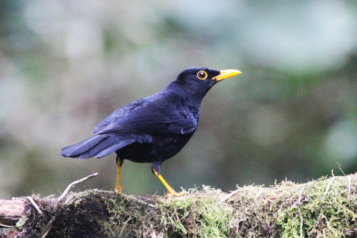 Glossy-black Thrush - ML622594147