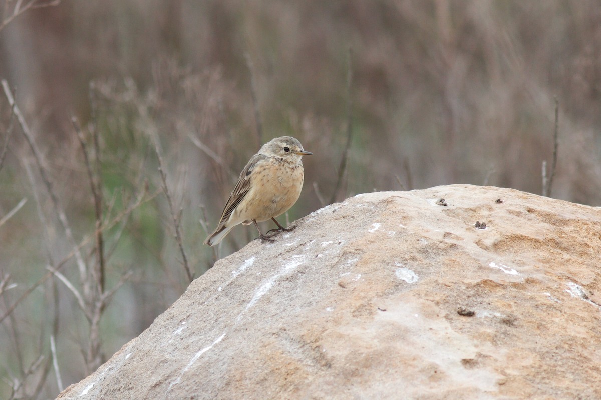 American Pipit - Justyn Stahl