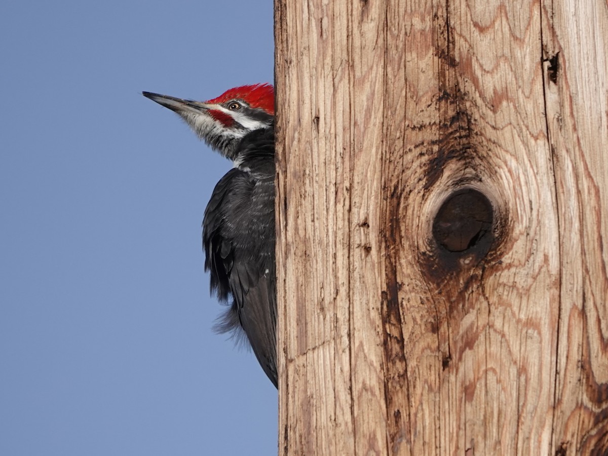 Pileated Woodpecker - Liz Soria