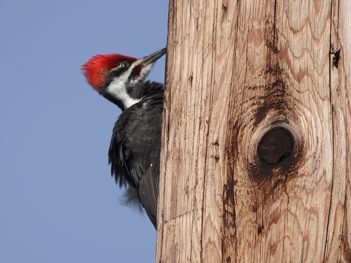 Pileated Woodpecker - ML622594310