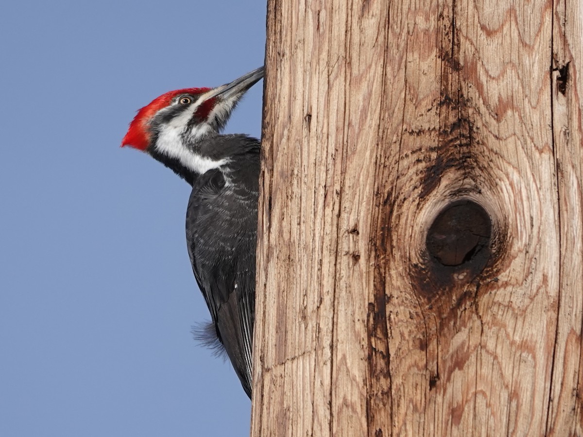 Pileated Woodpecker - ML622594311