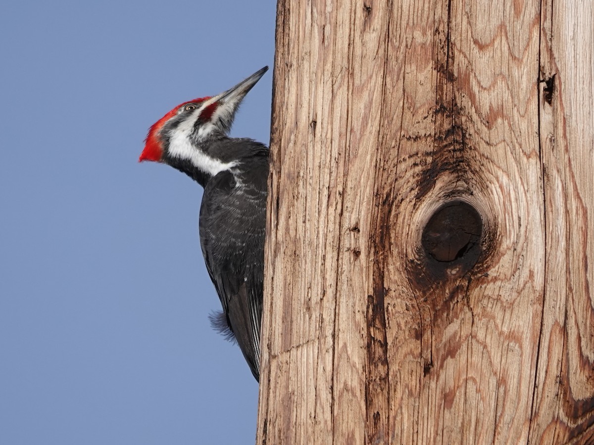 Pileated Woodpecker - ML622594312