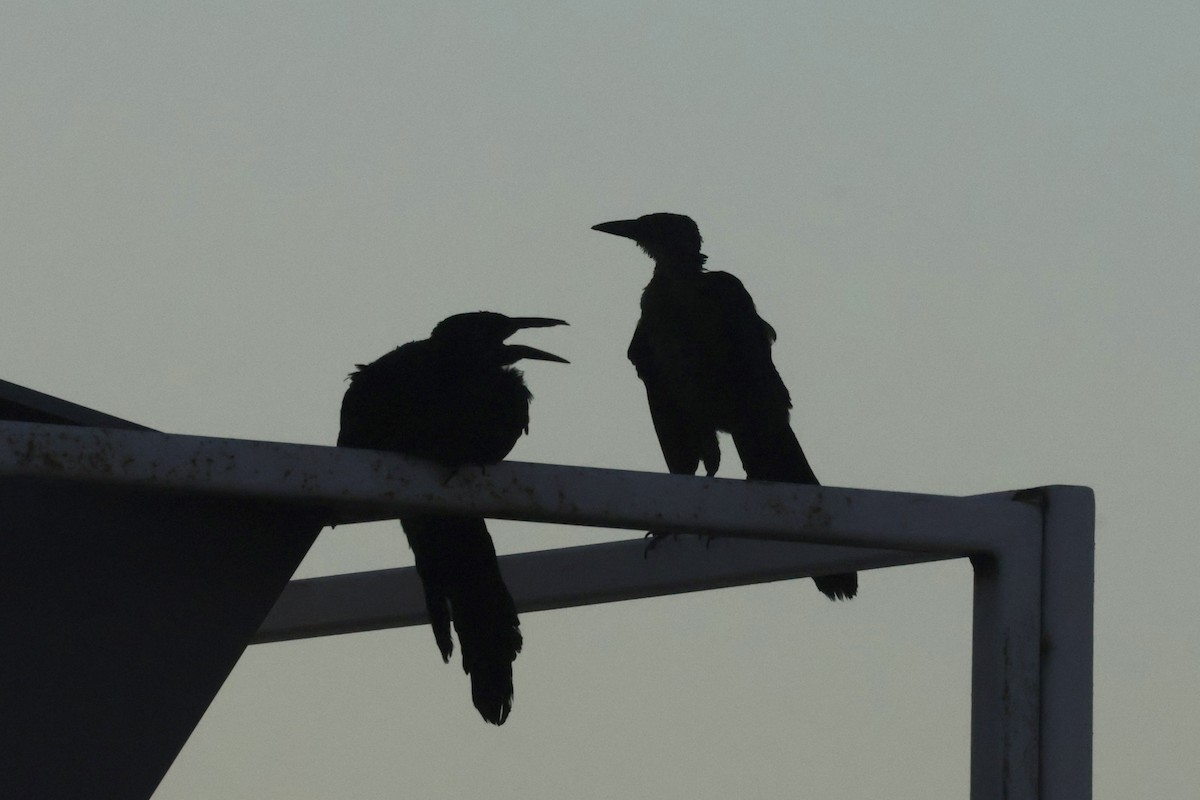 Great-tailed Grackle - ML622594444