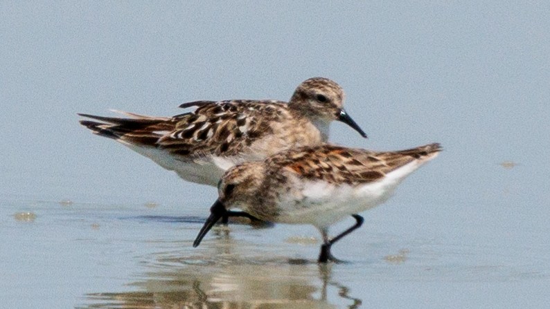 Western Sandpiper - ML622594458