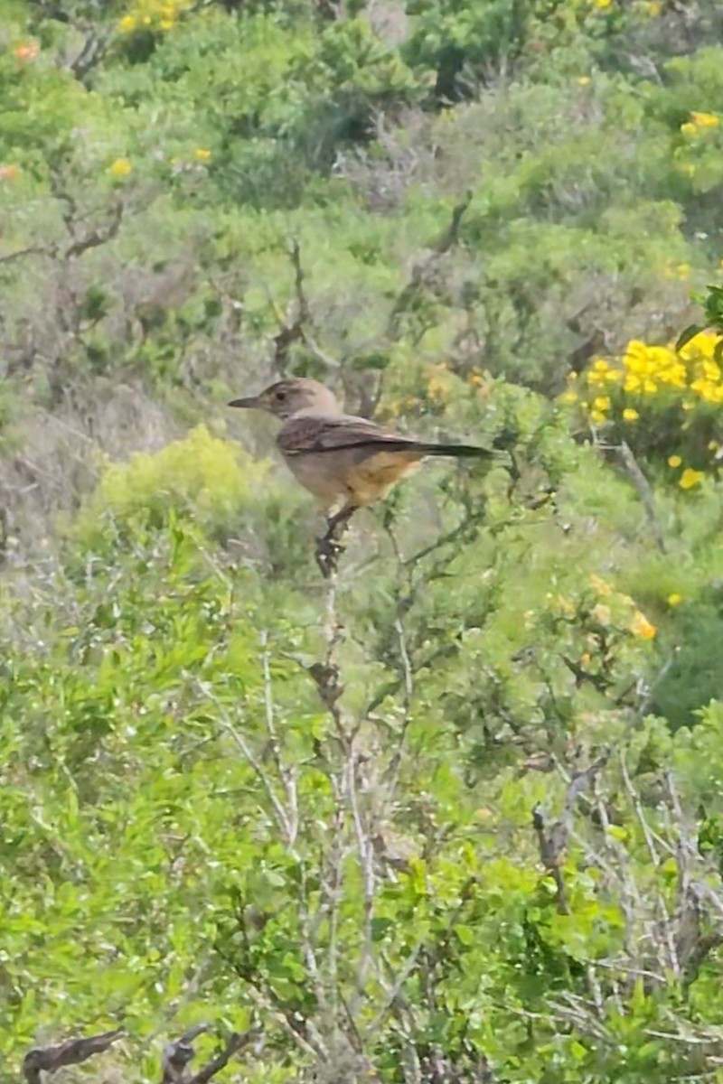 Great Shrike-Tyrant - ML622594672