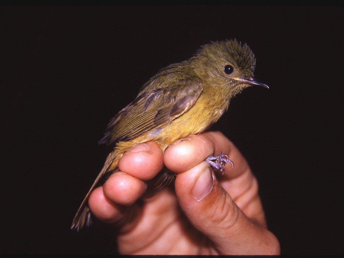 McConnell's Flycatcher - ML622594803