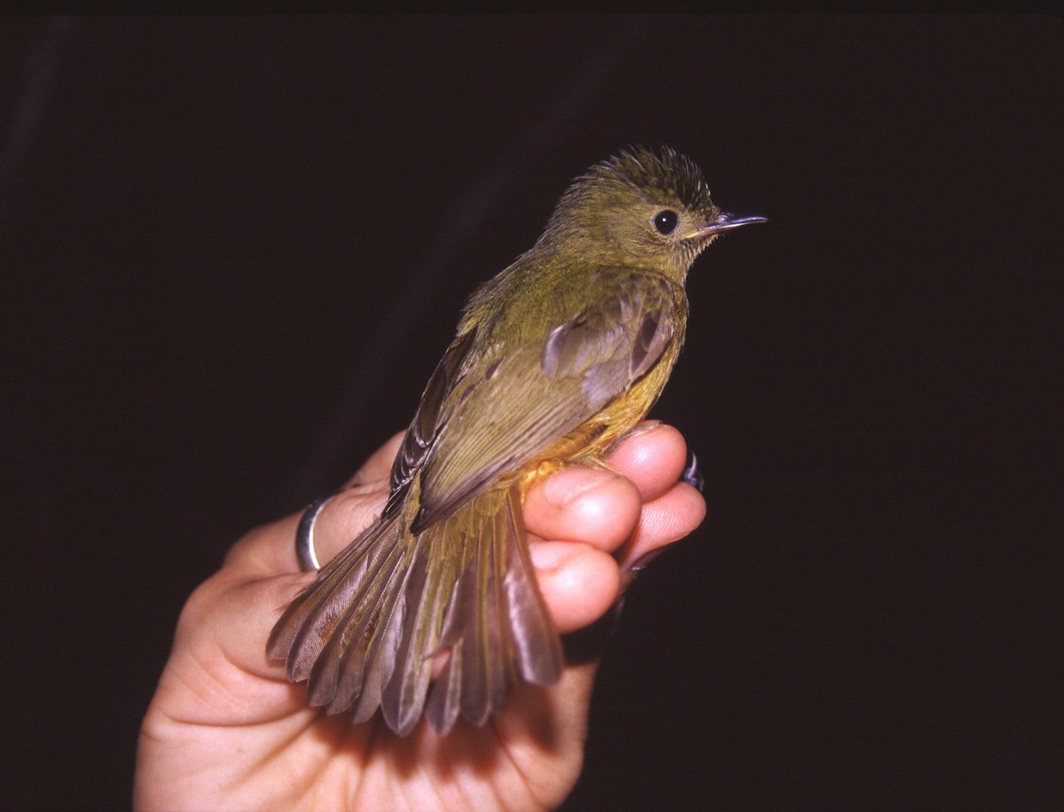 McConnell's Flycatcher - ML622594804