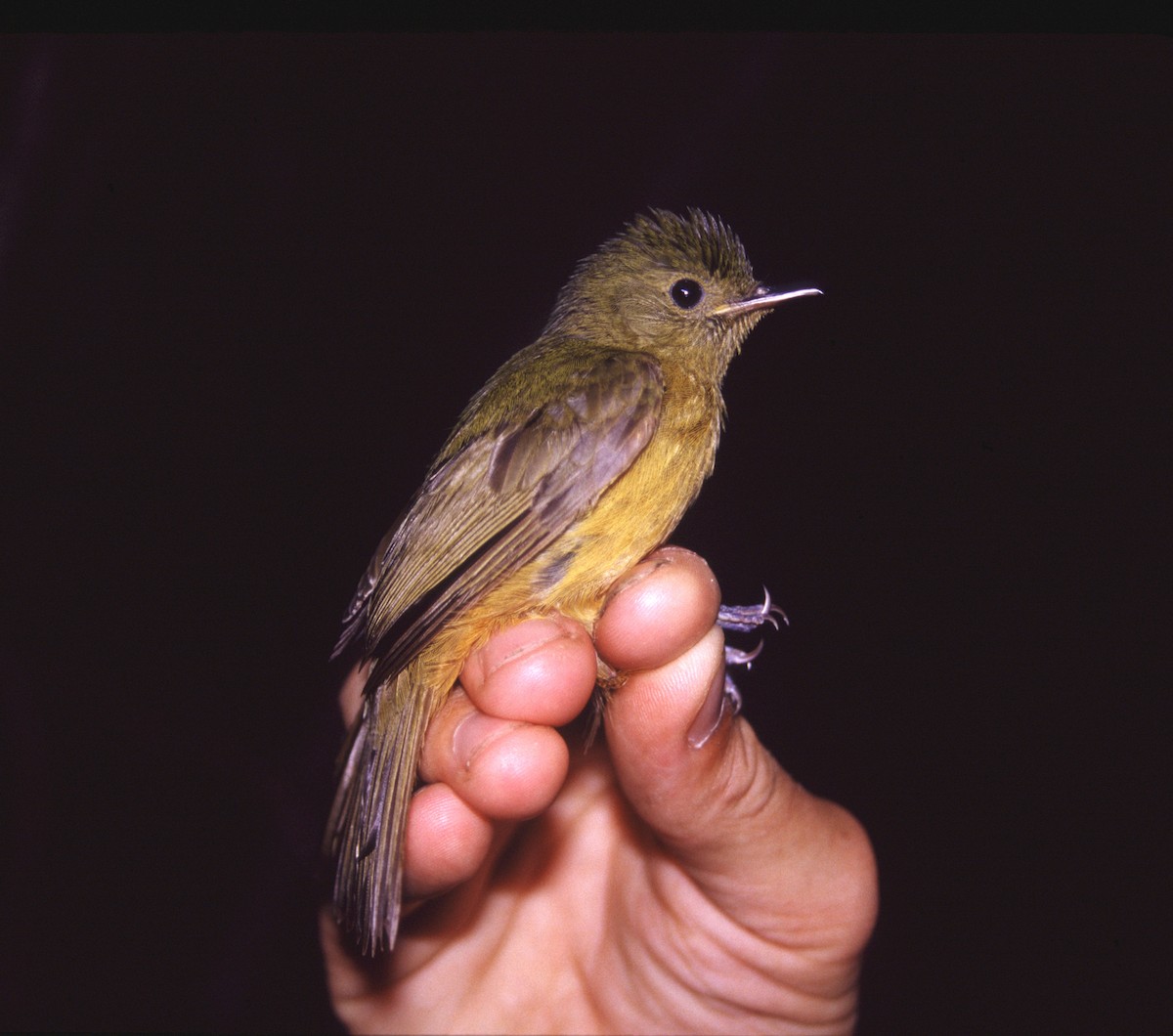 McConnell's Flycatcher - ML622594805