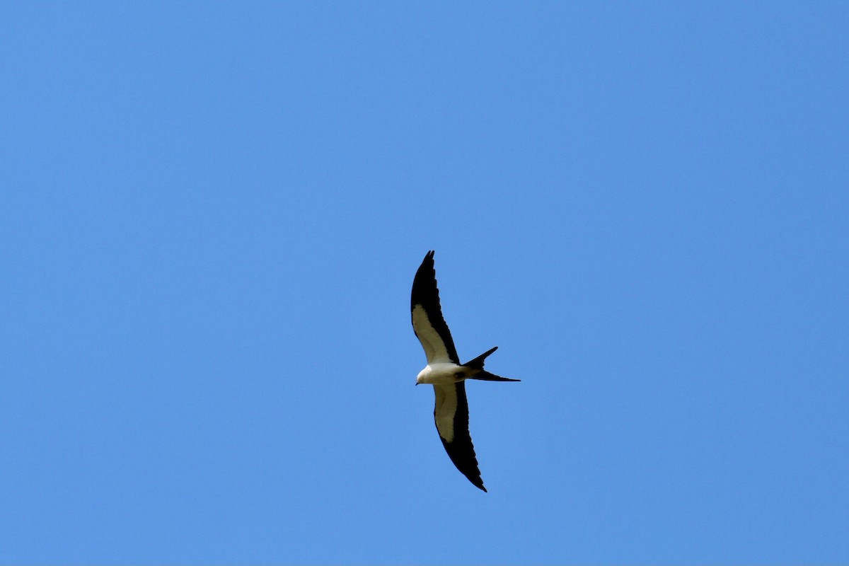 Swallow-tailed Kite - ML622594883