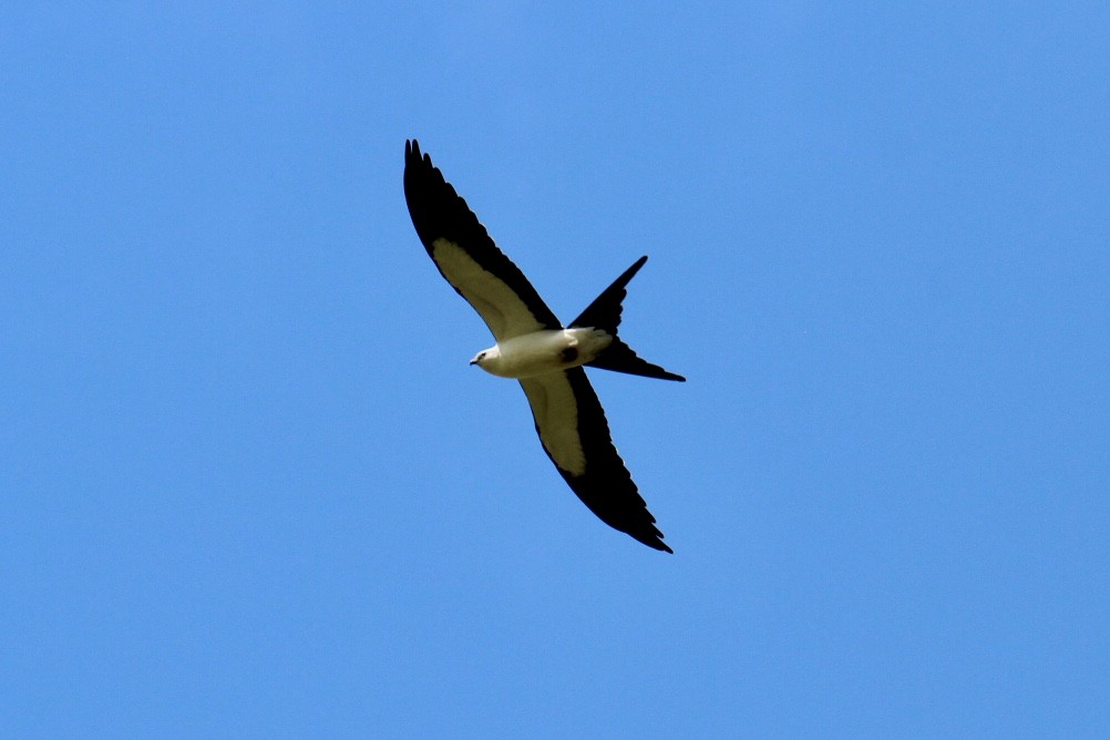 Swallow-tailed Kite - ML622594884