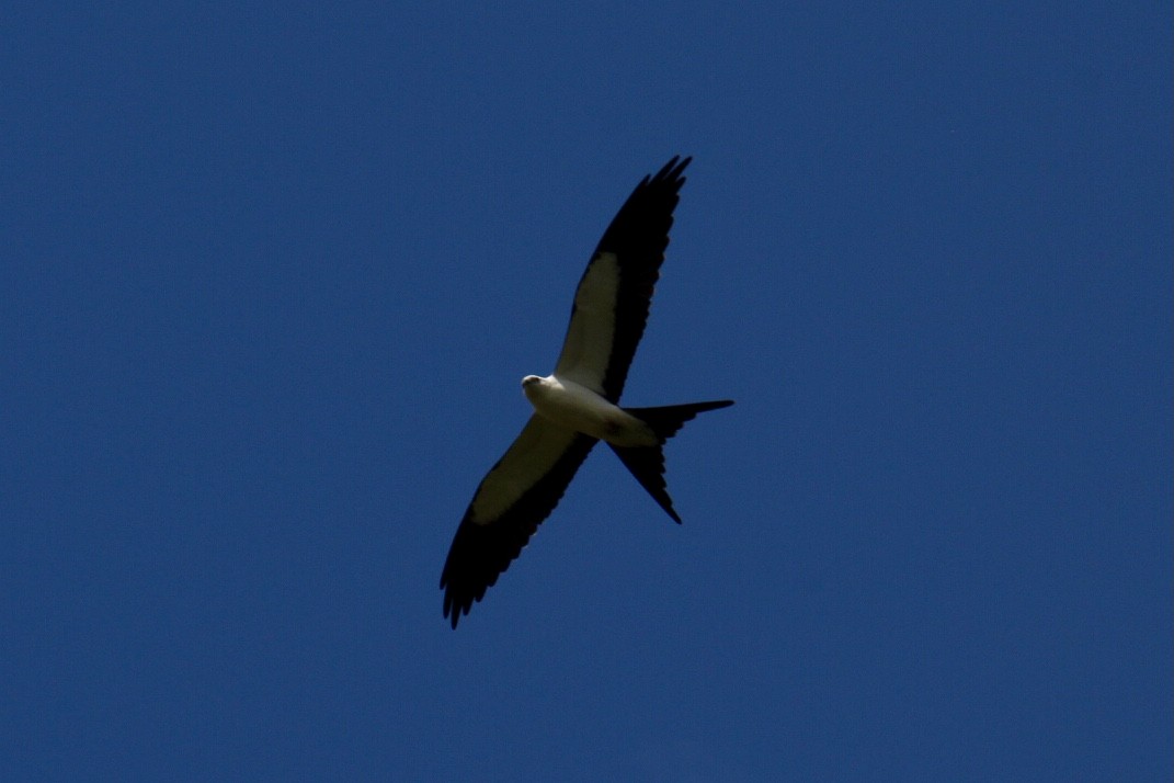 Swallow-tailed Kite - ML622594885