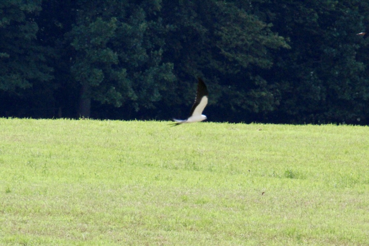 Swallow-tailed Kite - ML622594886