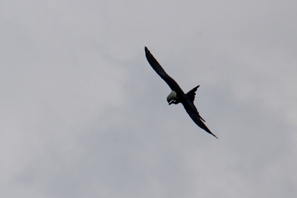 Swallow-tailed Kite - ML622594887