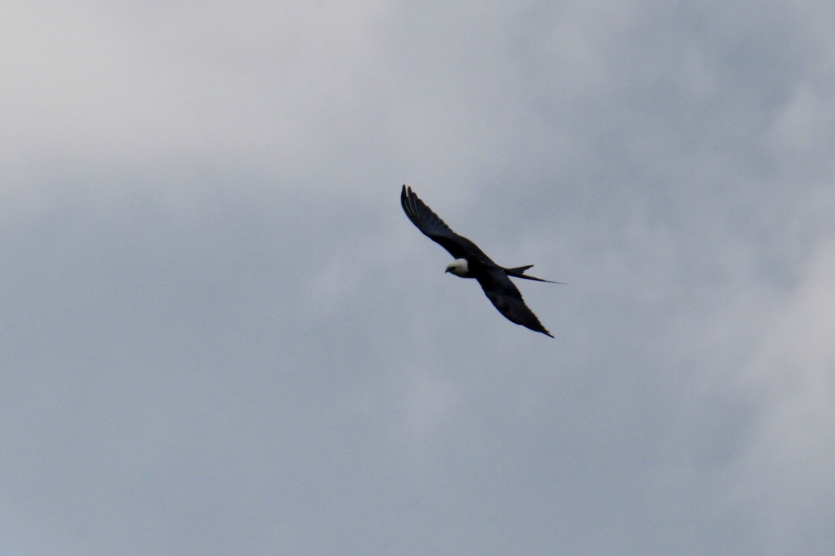 Swallow-tailed Kite - ML622594888