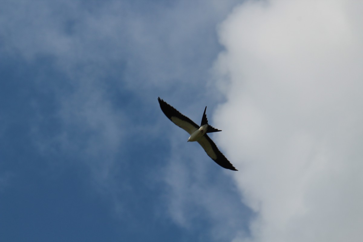 Swallow-tailed Kite - ML622594890