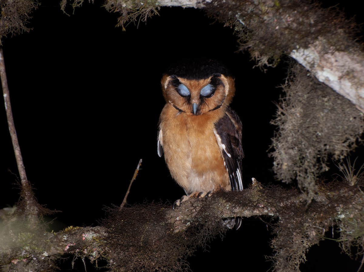 Buff-fronted Owl - ML622594912