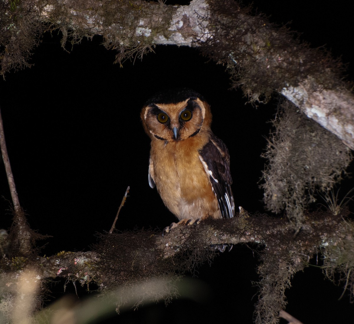 Buff-fronted Owl - ML622594913