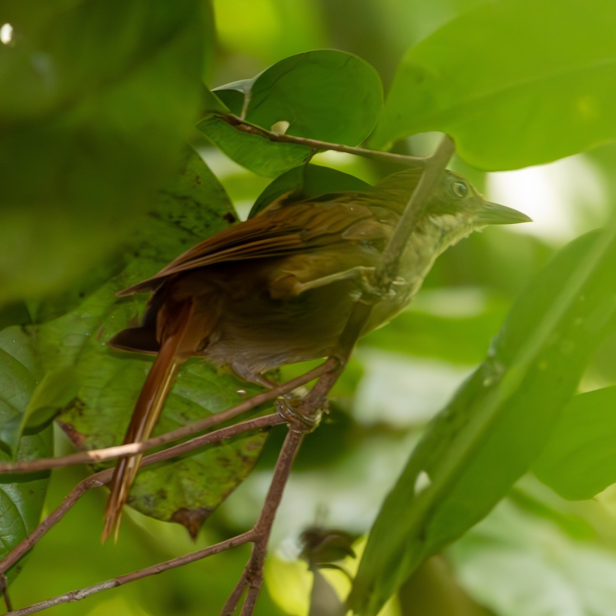 Pernambuco Foliage-gleaner - ML622594989