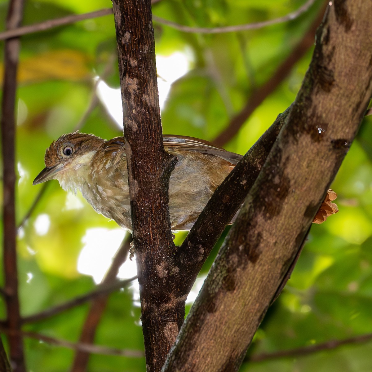 Pernambuco Foliage-gleaner - ML622594990