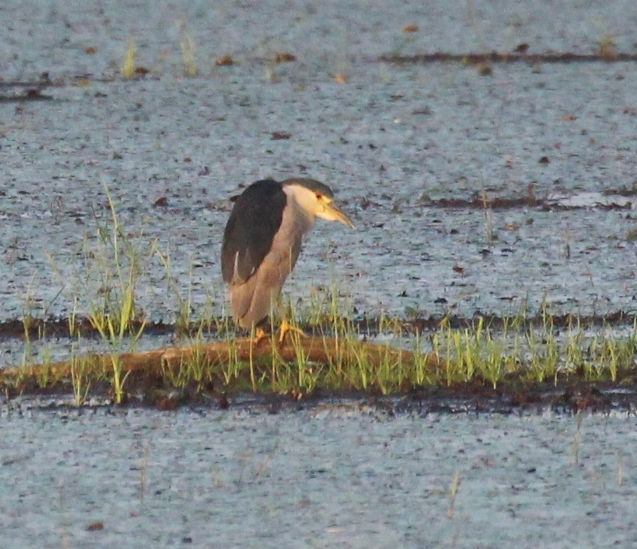 Black-crowned Night Heron - Hélène Crête