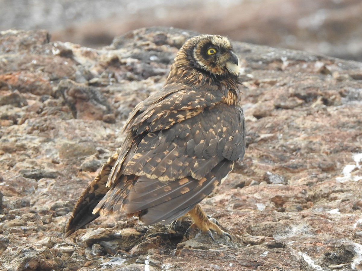 Short-eared Owl (Galapagos) - ML622595399