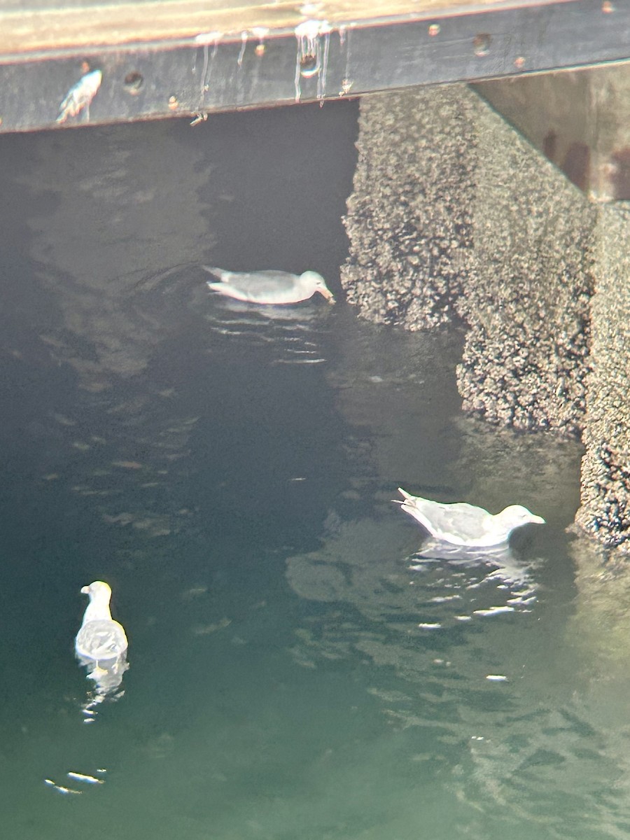 Glaucous-winged Gull - ML622595441