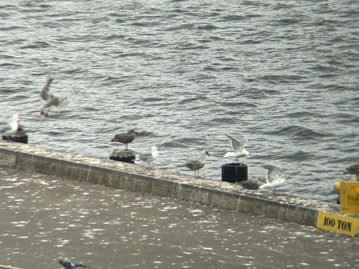 Glaucous-winged Gull - ML622595442