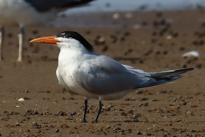 Royal Tern - Subodh Ghonge